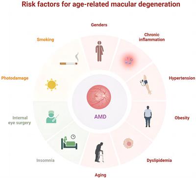 Role of traditional Chinese medicine in age-related macular degeneration: exploring the gut microbiota’s influence